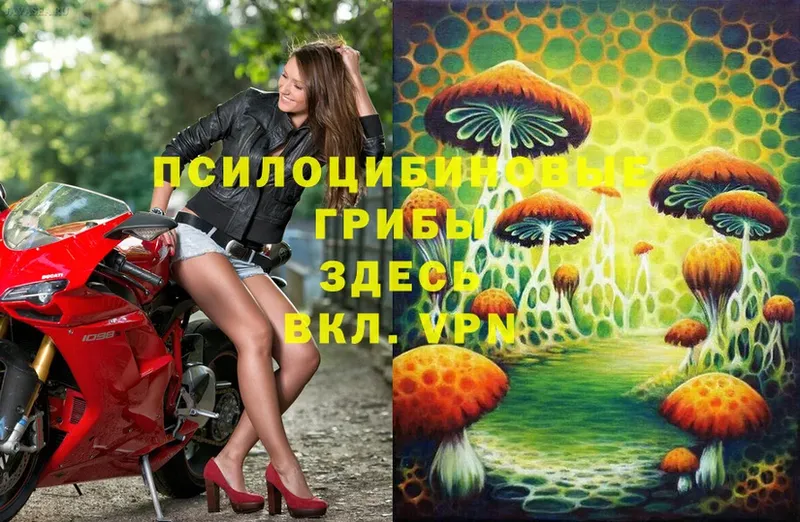 blacksprut ссылки  даркнет сайт  Унеча  Галлюциногенные грибы MAGIC MUSHROOMS 